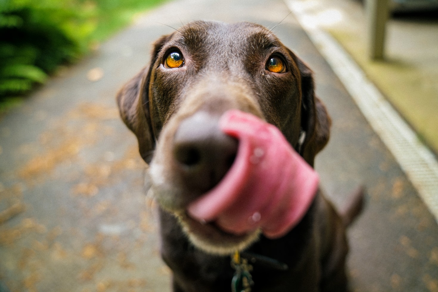 consigli e soluzioni per animali domestici zero